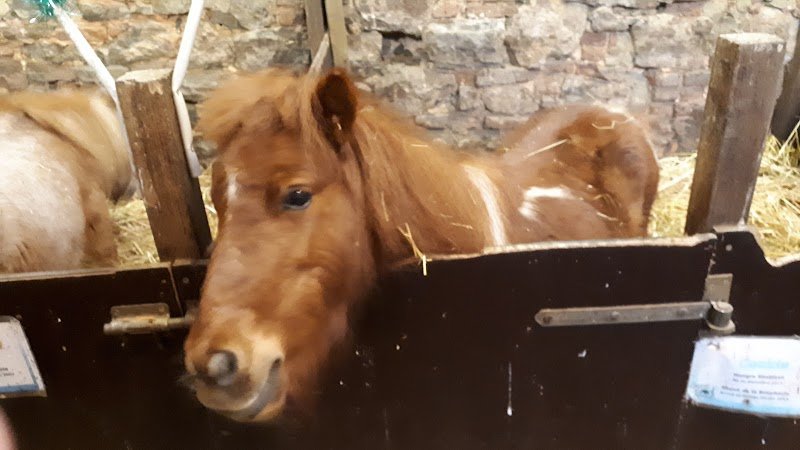 100 CHEVAUX SUR L'HERBE - photo 3