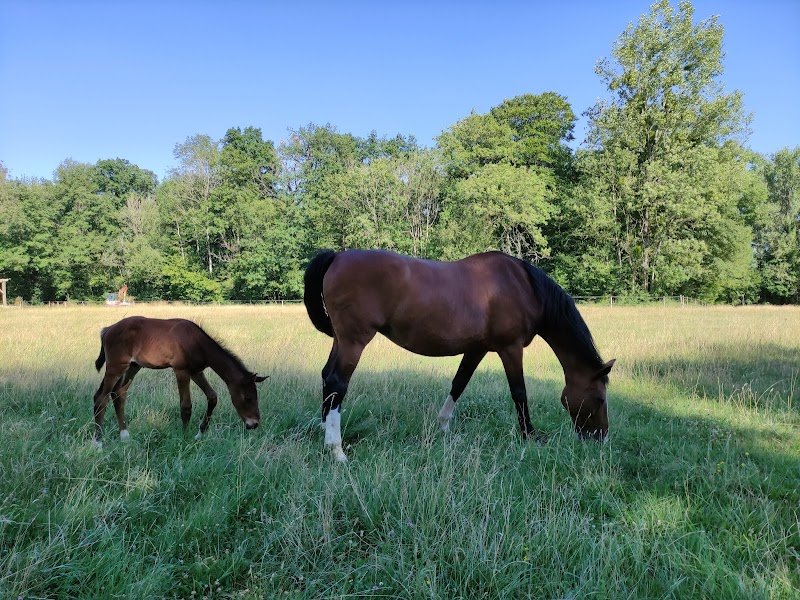 Haras de mazerny - photo 1