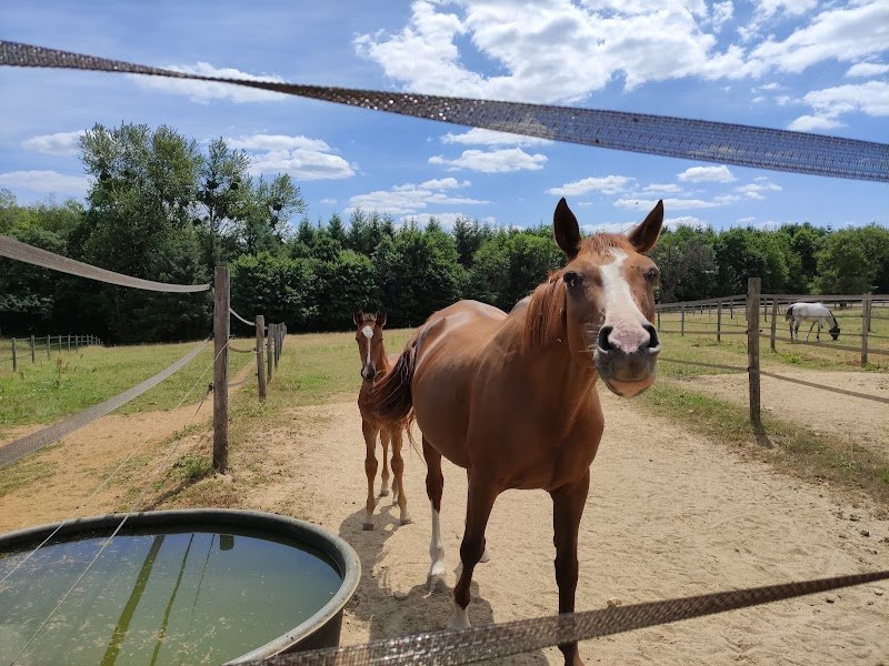 Haras de mazerny - photo 3