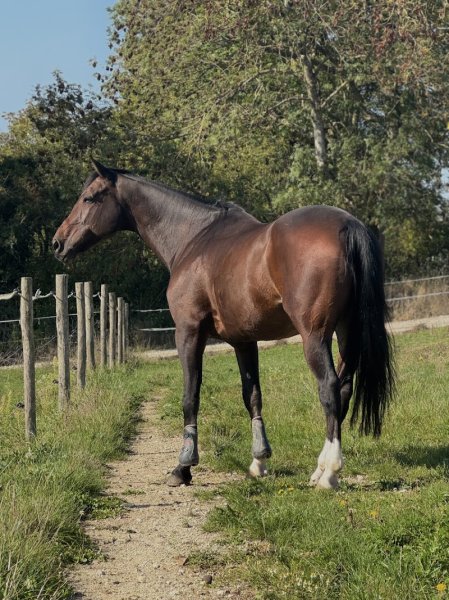 ECURIE DE LA BASSE - photo 3