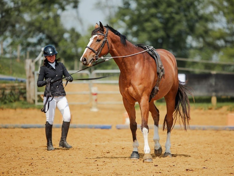 Haras de Signy-l'Abbaye - photo 2