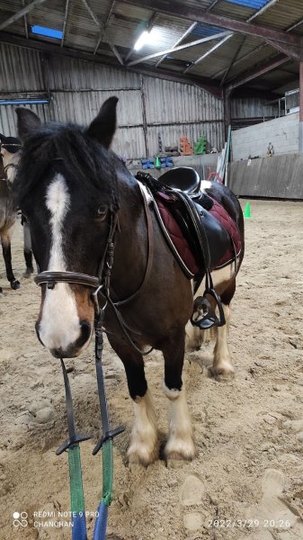 LES CAVALIERS DU PARC