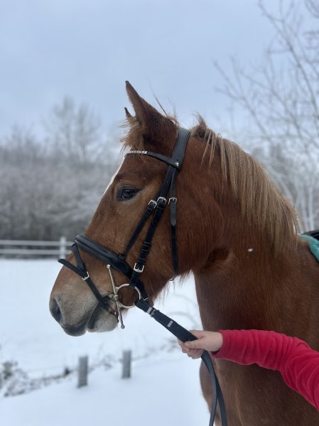Ecurie des forêts - photo 2