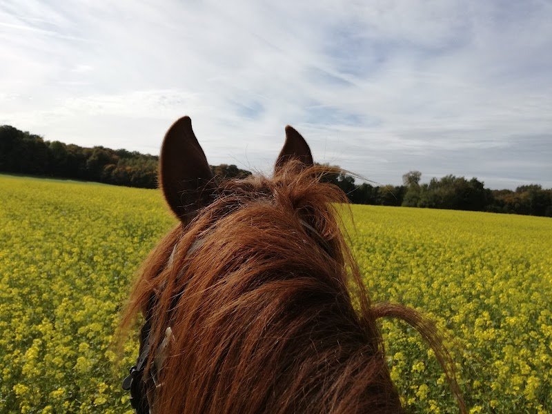 Les Ecuries de L Olivette - photo 3