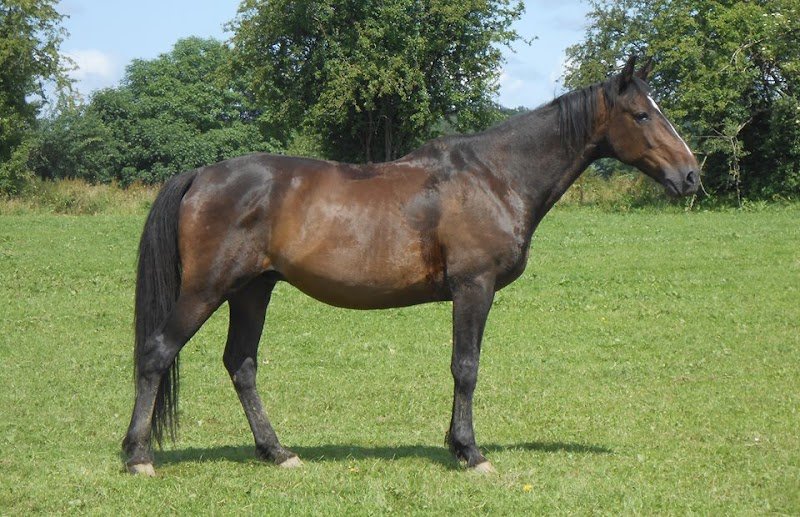 Balade à cheval - photo 3