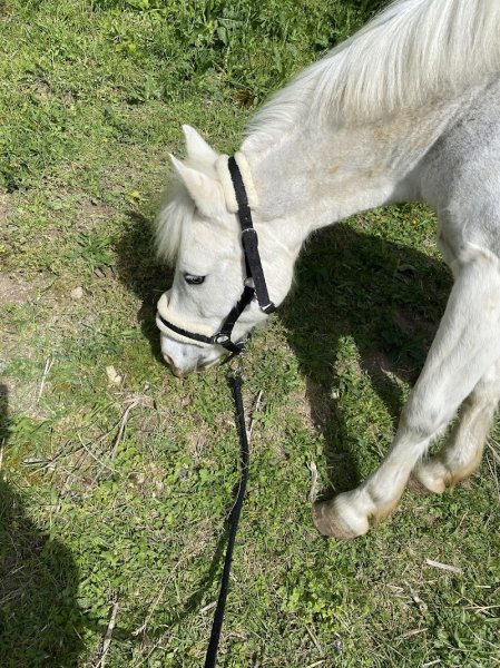 Les Ecuries D'Amy - photo 2