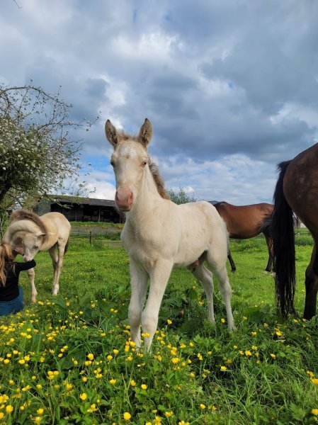 Les Indomptables - Cheval - Feu - Aérien - photo 2