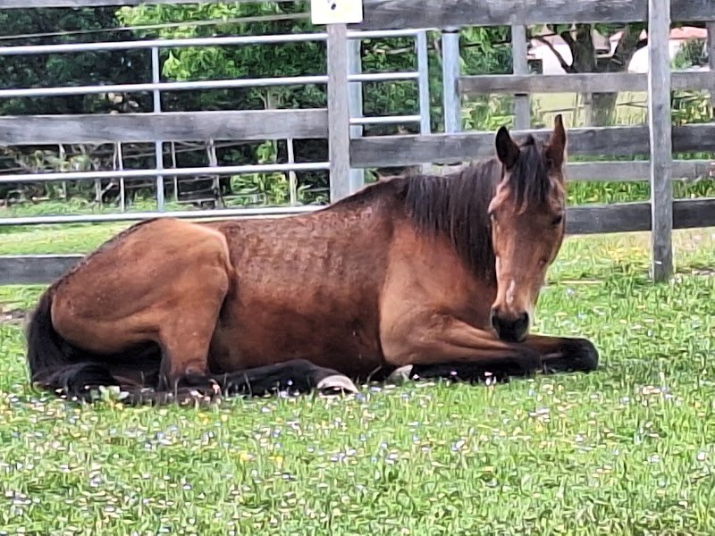 Pension cheval Les sabots de fiesta - photo 1