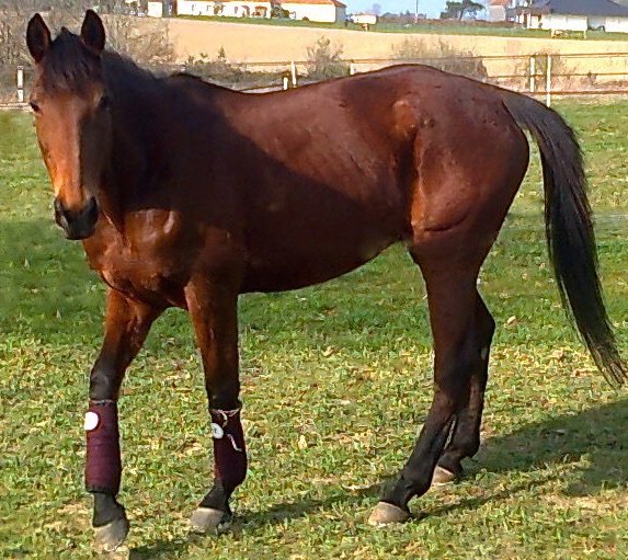 Pension cheval Les sabots de fiesta - photo 2