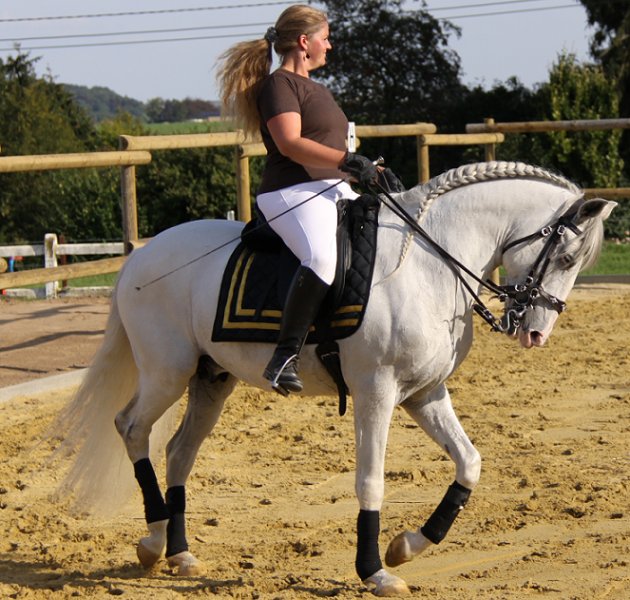 Ecurie de dressage Equilibre SRL Trousson