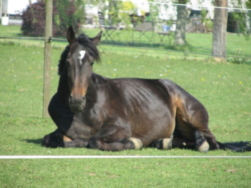 Haras de lorie - photo 1