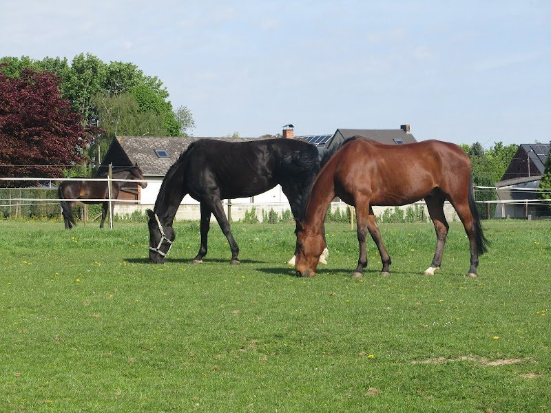 Haras de lorie - photo 3