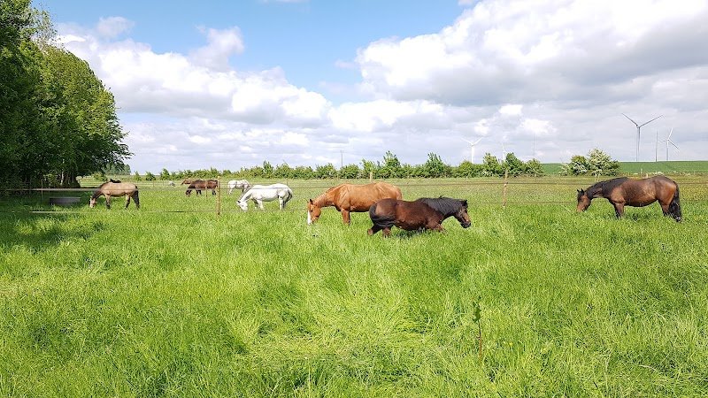 Écurie equestri'art - photo 3