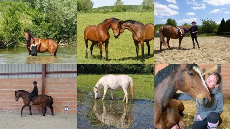 Écuries de l'Ajot - photo 1