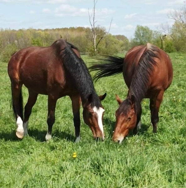 Écuries de l'Ajot - photo 2