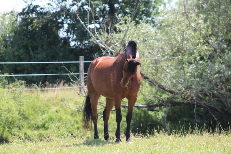 Écuries de l'Ajot - photo 3