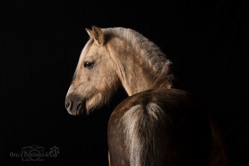 Les écuries du Petit Clos