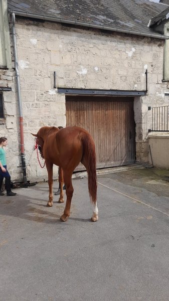 Les écuries du Petit Clos - photo 3