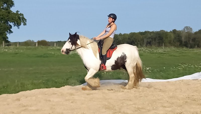 Ferme de la Rocé, élevage de chevaux, pension et mediation animale - photo 1