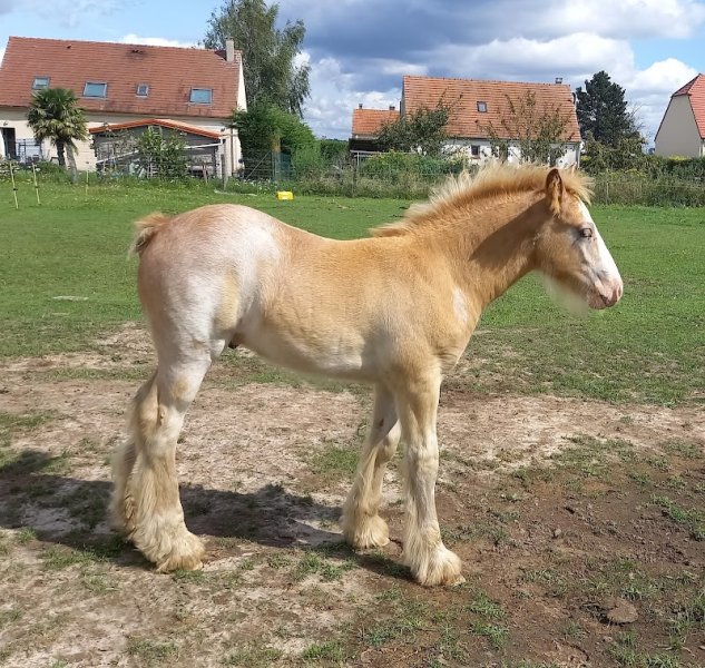 Ferme de la Rocé, élevage de chevaux, pension et mediation animale - photo 2