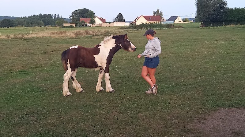 Ferme de la Rocé, élevage de chevaux, pension et mediation animale - photo 3