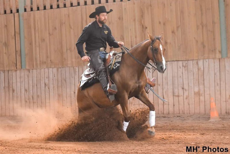 Quarter Horse 55 - photo 1