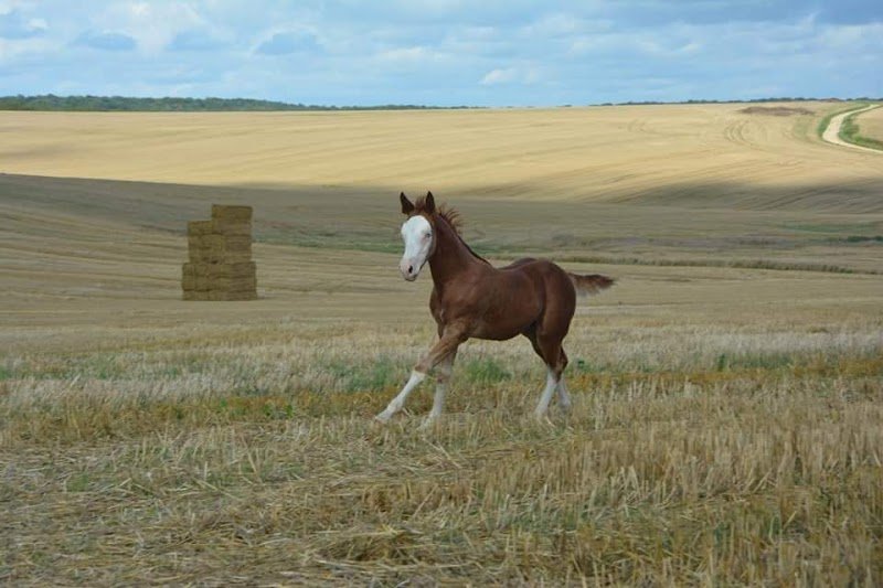 Quarter Horse 55 - photo 2