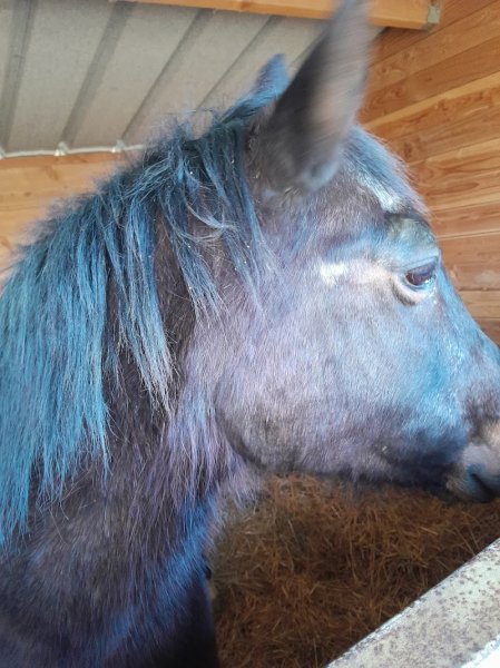 Les écuries de Saint Pancré