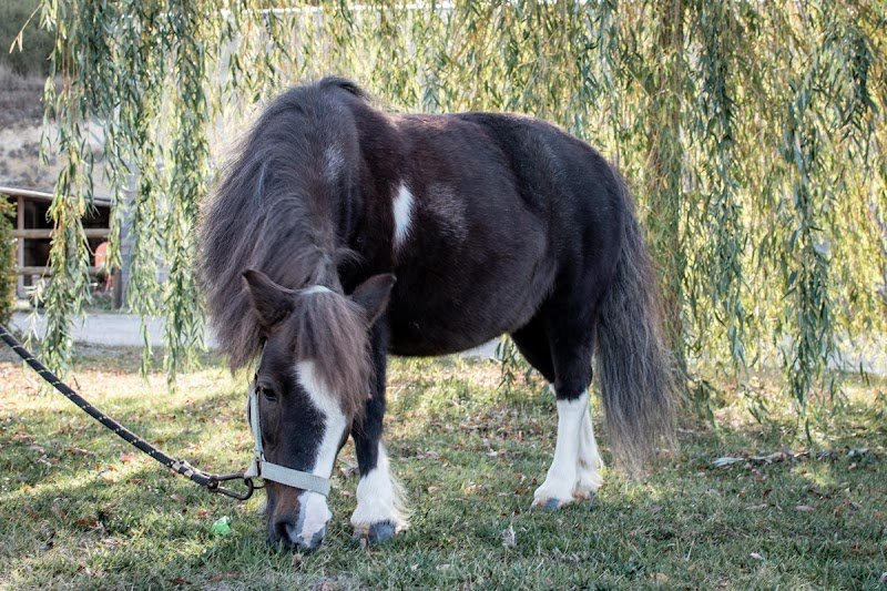 Centre Equestre de l'Aunil - photo 2