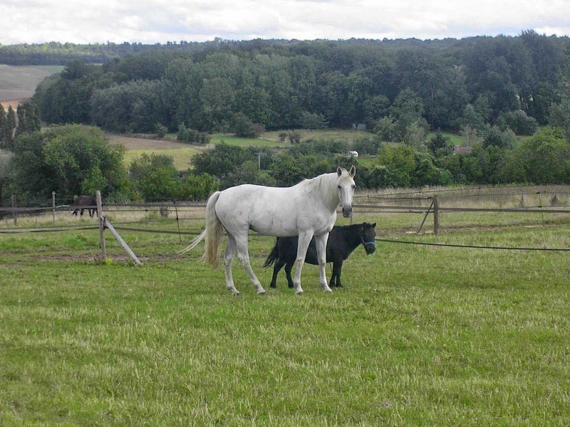 HARAS DU MAY - photo 1