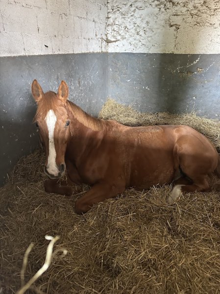 Écuries du phénix - photo 2