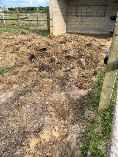 Écuries du phénix - photo 3