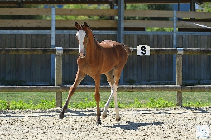 Écuries de Fluquieres / Élevage du burguet - photo 2