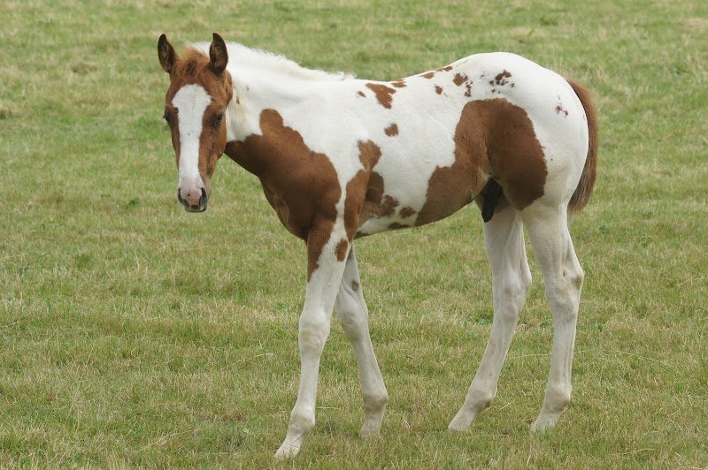 Ecuries Lalaux laville - photo 2