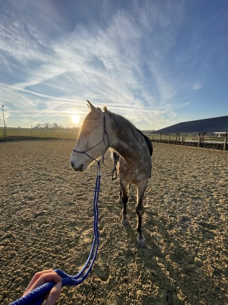 Ecurie du Valhalla - photo 3