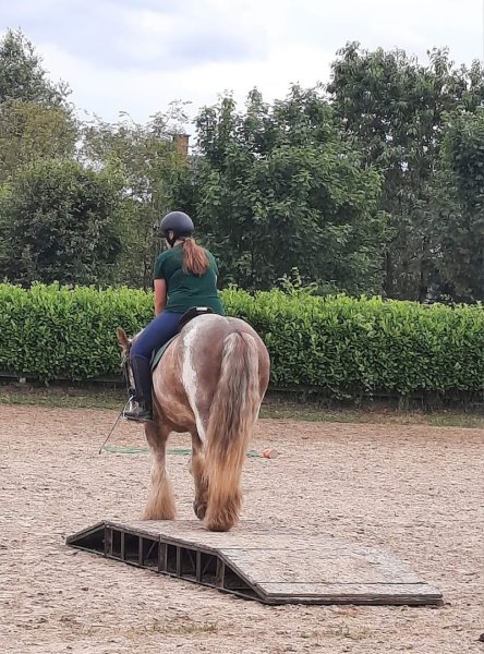 Ecuries du Hardret - ASBL Cheval funambule - photo 2