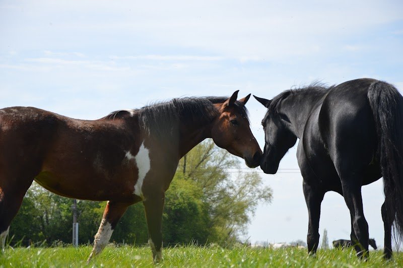 Ecuries du Hardret - ASBL Cheval funambule - photo 3