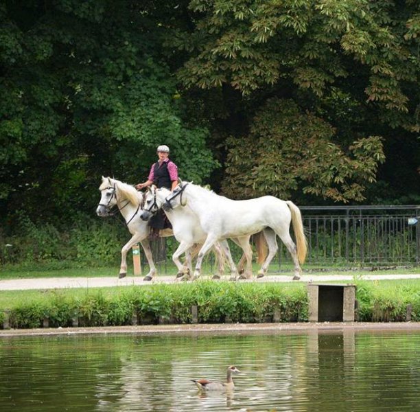 Ecuries des Terres du Nord - photo 2