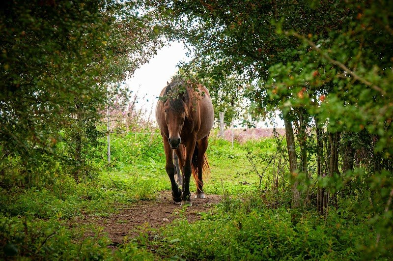 Cheval'liens - photo 1