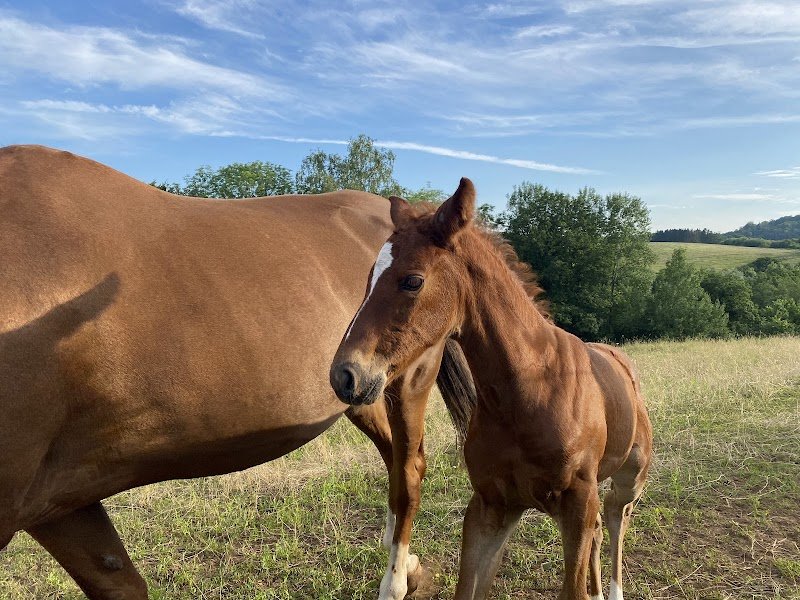 Les Nouvelles Écuries de La Gaume