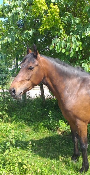 Les Ecuries AR - Bux Poney - photo 3