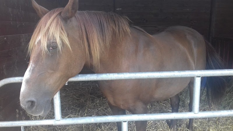 Écurie de la Galine - photo 2