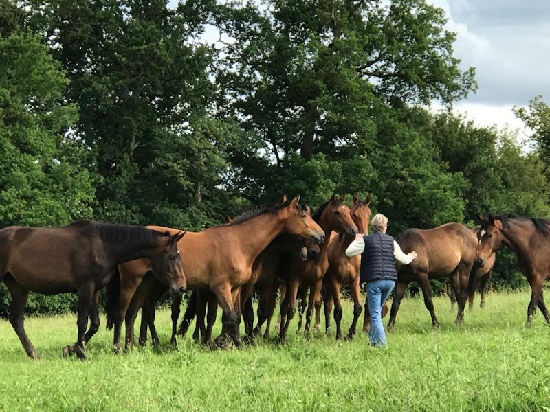 Haras de la cour bonnet - photo 1