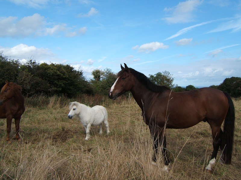 domaine equestre aux prés d'ulysse - photo 2