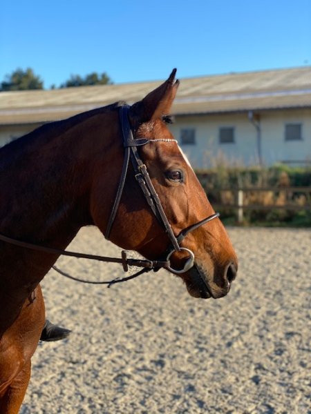 Ecuries Goosse - photo 2