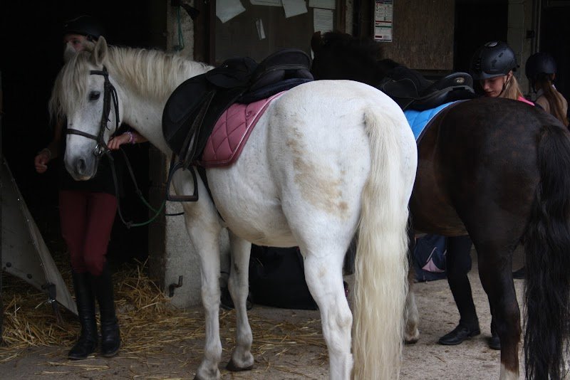 Centre équestre De Trigny Bois Du Vivier - photo 2
