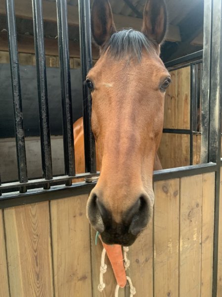 Ecurie du Quartz - photo 2