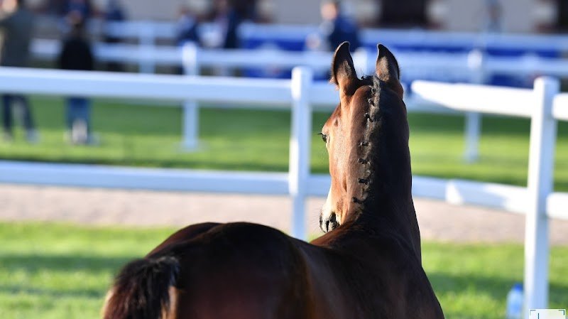 Ecurie Du Soret - photo 1