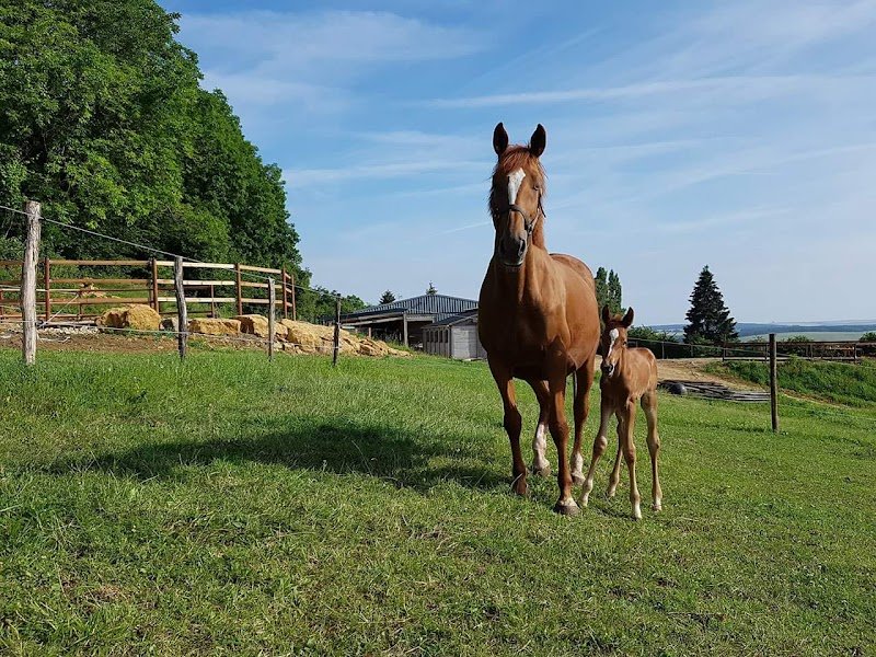 Ecurie Du Soret - photo 2