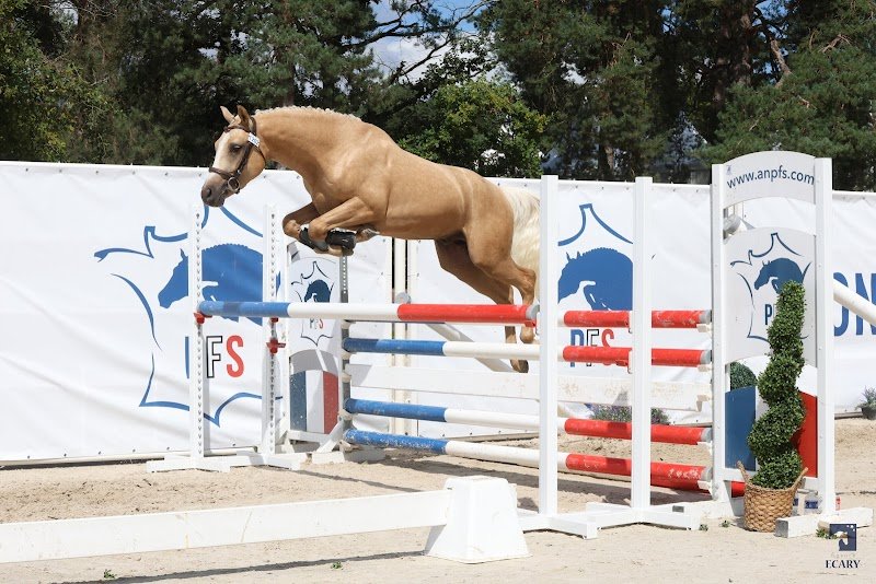 Ecurie Du Soret - photo 3